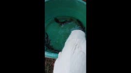 The white cat tried to catch fish in the bowl but failed