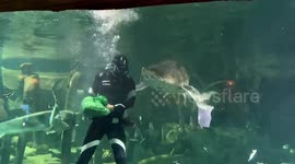 Diver miraculously avoids injury as giant fish attacks during feeding session in China
