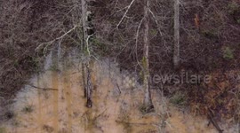 Alligator During Training Exercise in Hall County, GA, USA