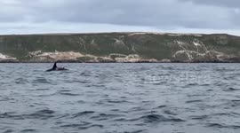 Encounter Killer whales Spotted in Santa Barbara, CA, USA