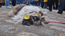 Adorable dog wearing a crown steals the show at anti-monarchy protest outside Commonwealth Day service