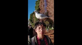 Playful seagulls perch on beachgoer's head in China