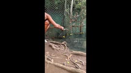 Buddhist monk rescues venomous mangrove snake tangled in fence