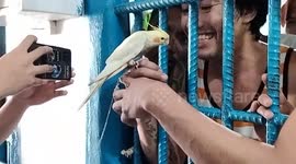 Pet cockatiel sings and dances during reunion with owner behind bars