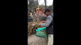 Monkey business: a carrot feast in Kathmandu, Nepal