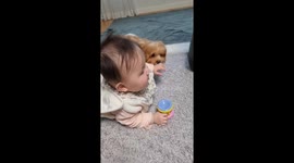 New BFFs: baby Sia and Bori the pup in playful encounter