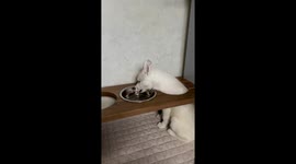 Clever canine: unconventional hydration technique in Japan