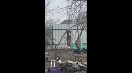 Tigrik the acrobatic cat: a daring feat for a lard treat