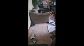Happy Dog Plays Guitar With Tail