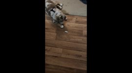 Australian Sheppard puppy's first encounter with an icecube.