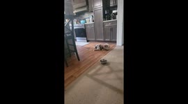 Australian Sheppard puppy throws his whole head into barking in the kitchen.