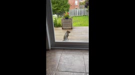 Persistent Squirrel Asks For Treats