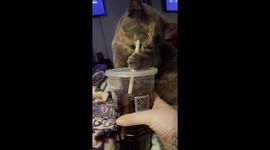 Cat Pulls Straw Out of Soda Cup