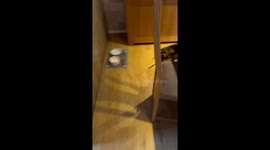 Dachshund chase for slipper