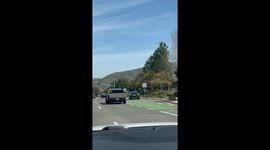 Paw-fect drive: Pup cruises in Cybertruck, unleashing canine commute chaos