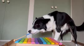 Pup Plays Percussion