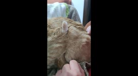 Cat's Puts Its Tail in an Odd Spot