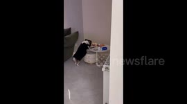 Corgi enjoys cake in Yancheng, China