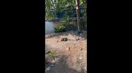 Wild iguana feeding on sweet bread that was meant for birds in Costa Rica