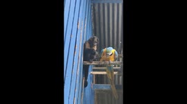 Monkey Feeds Macaw Parrot