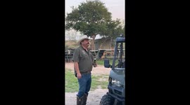 Singing farmer gets some help from his backing singers... a choir of cows