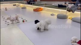 Puppy antics in Jilin, China