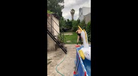 Grandma Falls Off Bicycle