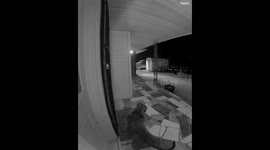 Smart American bully balances on hind legs to ring owner's doorbell