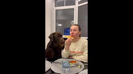 Chocolate Lab Steals Pizza Right Out of Owner's Mouth