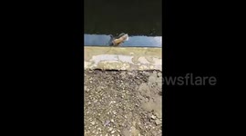 Mouse dives into water from cats in Wenzhou, China