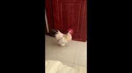 Morning Serenade: Pet Rooster's Wake-Up Call Delights Residents in China