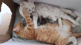 Male and female cats unite in China to co-parent adorable kittens together