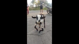 Pet goat with bow legs walks like a crab