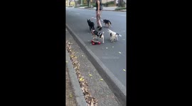 Skateboarding pet dog given a push by pooch friend