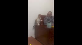Irritated cat smacks owner in face