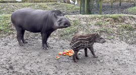 Adorable baby tapir born at UK zoo captures the hearts of visitors