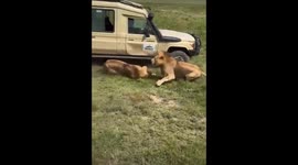 Lion crashes into safari jeep's door leaving it dented after being chased by rival