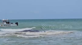 Sperm whale dies after becoming stranded on Florida beach