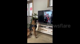 Police Dog Salute to Flag in Shandong, China