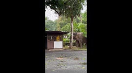 Hungry elephant attacks car park rubbish shelter in Thailand