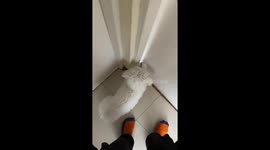 Colombian dog's adorable wake-up call for boyfriend