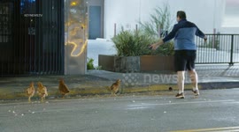 100 Chickens Escape North of Downtown in Chinatown, LA, USA