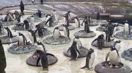 Penguins given painted pebbles - to celebrate the start of breeding season