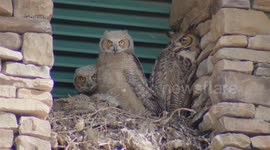 Pair of Horned Owls Return With Babies to Stevenson Ranch, LA, USA