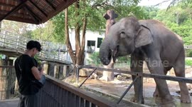 Hungry elephant reaches over to grab grass from zoo visitor