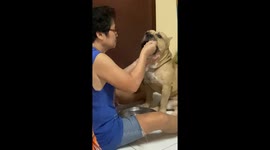 Doting mum spoon-feeds her pampered pet American Bully