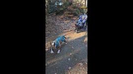 Bull Terrier Pulls Baby Stroller