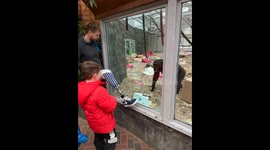Chimpanzee mystified by zoo visitor's prosthetic leg