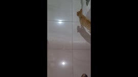 Cat perplexed as it finds colony of ants carrying away its food