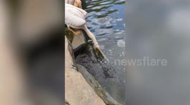 Pelican uses ingenious hunting technique to catch fish